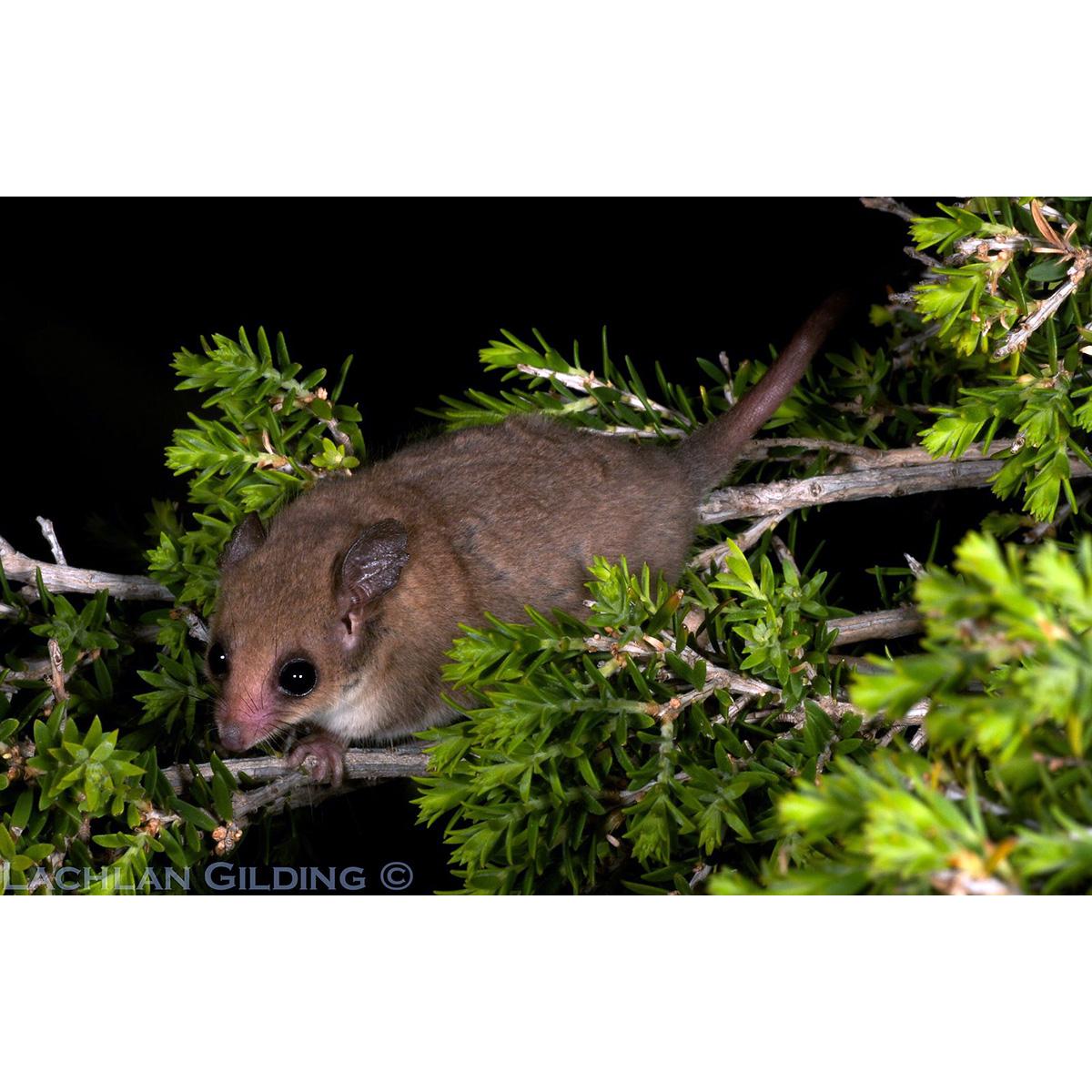 PAPAGOMYS armandvillei