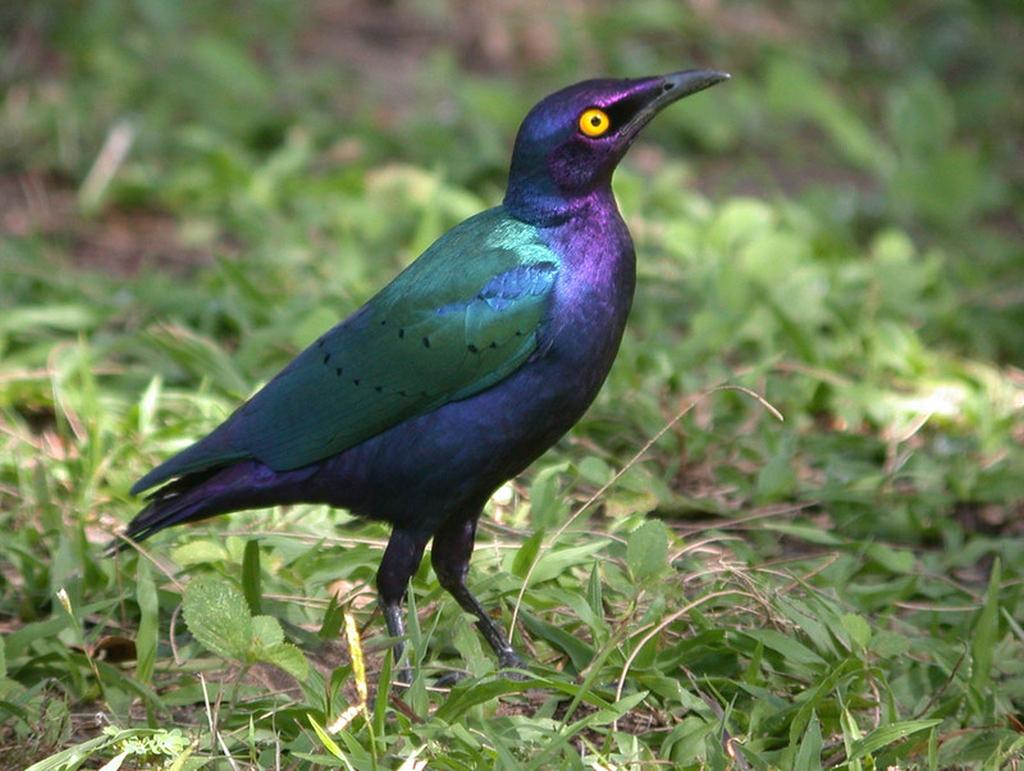 Пурпурный скворец Lamprotornis purpureus