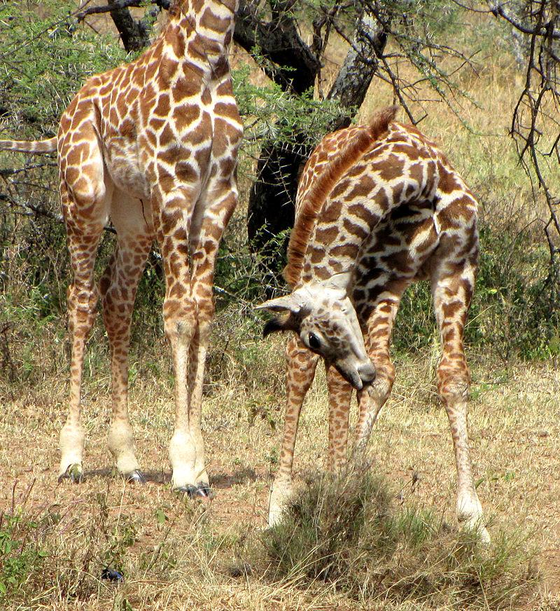 Giraffa camelopardalis tippelskirchi