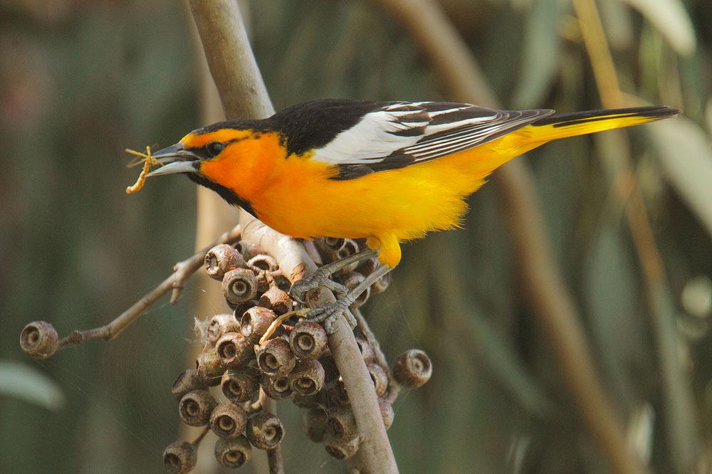 Иволги наслаждаются геншин. Балтиморская Иволга самка. Icterus bullockii. Oriole. Балтиморская Иволга раскрас самка.