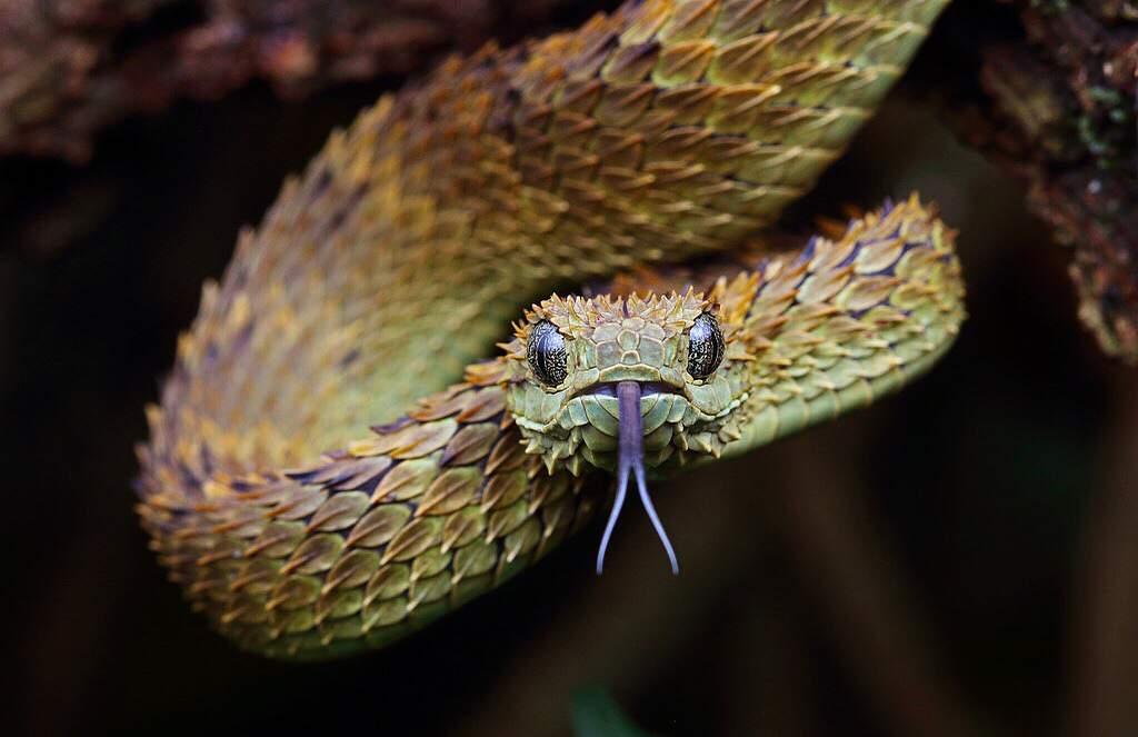 Кустарниковая гадюка (Atheris