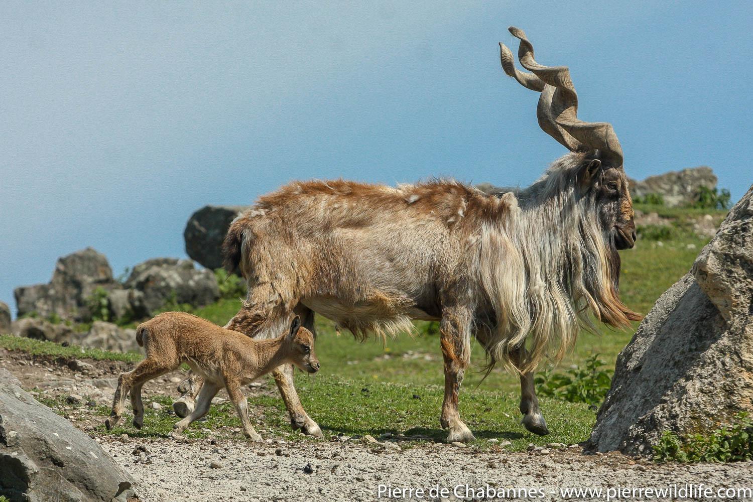 Винторогий козел. Винторогий козел самка. Markhor Goat. Винторогий козел охота. Винторогий козел рядом с человеком.