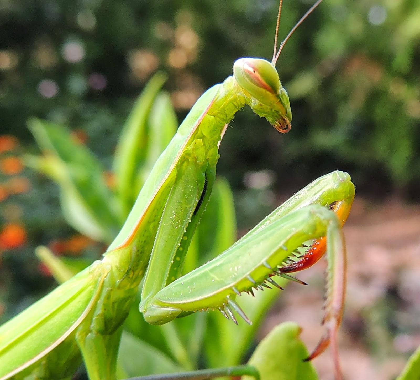 Фотки богомола. Земляной богомол (Geomantis Larvoides). Богомол обыкновенный. Богомол обыкновенный насекомые. Богомол Mantis religiosa самка.