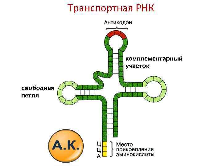 Схема строения s