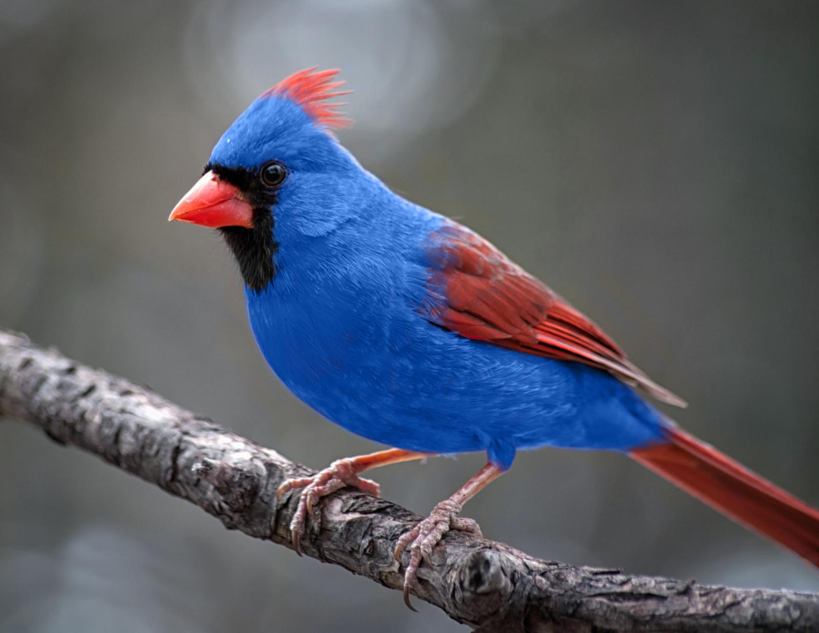 Птичка кардинал фото