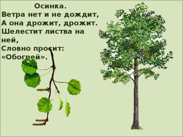 Что такое осинка. Осинка стихотворение. Стих про осинку для детей. Стихотворение дрожит Осинка. Картинки для детей молодые Осинки.