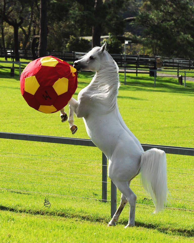 Своя лошадь. Lovely Horse пони. Horseplay.