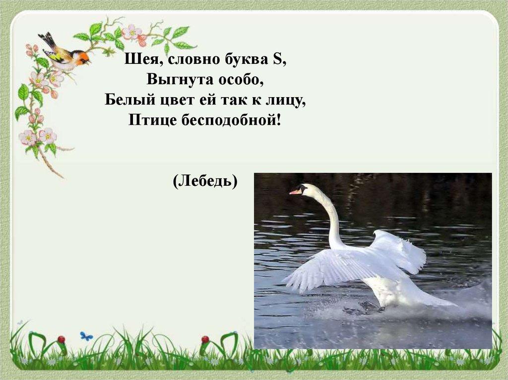 Лебеда пословицы. Загадка про лебедя. Загадка про лебедя для детей. Загадки о лебеде для дошкольников. Загадки про перелетных птиц для дошкольников.