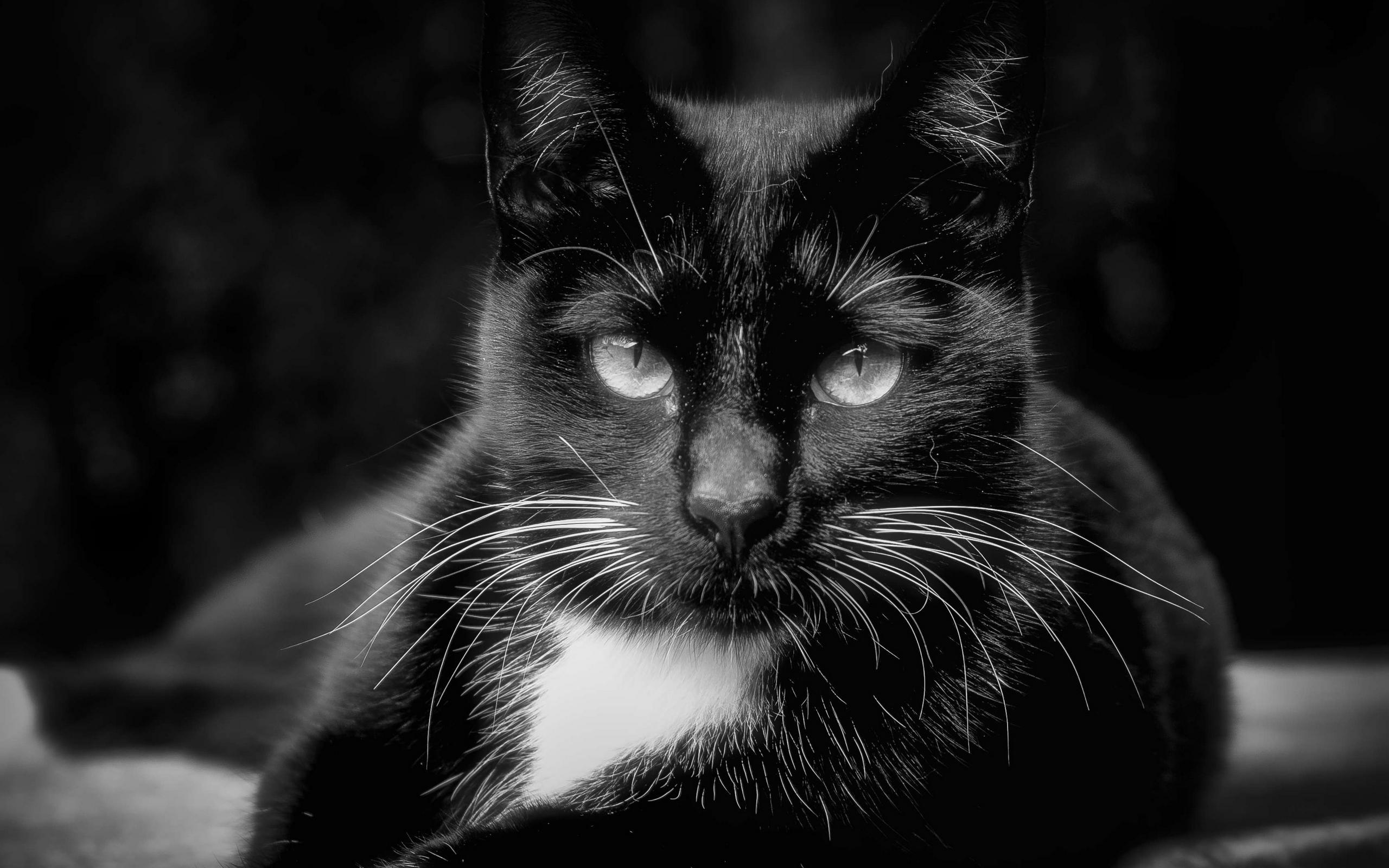 Котик черно белый